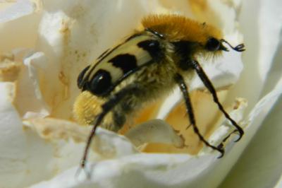 <i>Trichius</i>