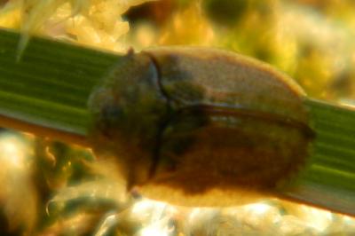 <i>Hypocassida subferruginea</i>