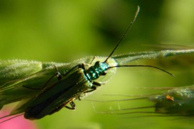 <i>Oedemera nobilis</i>