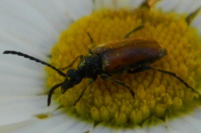 <i>Pseudovadonia livida</i>