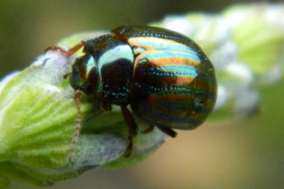 <i>Chrysolina americana</i>