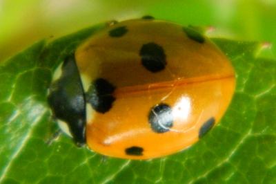 <i>Coccinella</i>