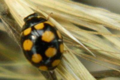 <i>Coccinula quatuordecimpustulata</i>