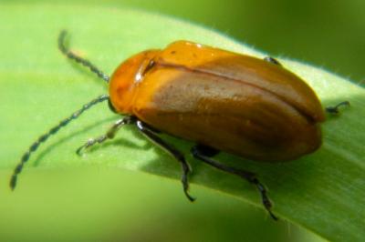 <i>Exosoma lusitanicum</i>