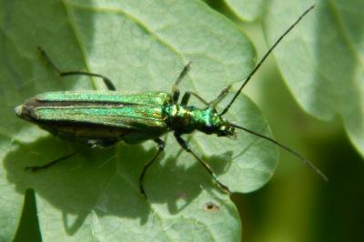 <i>Oedemera nobilis</i>