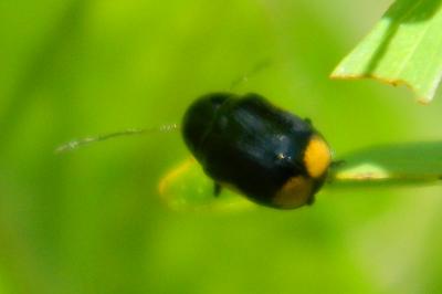 <i>Cryptocephalus moraei</i>
