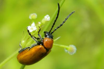 <i>Exosoma lusitanicum</i>