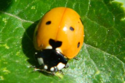 <i>Coccinella</i>