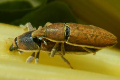 <i>Lixus ochraceus</i>
