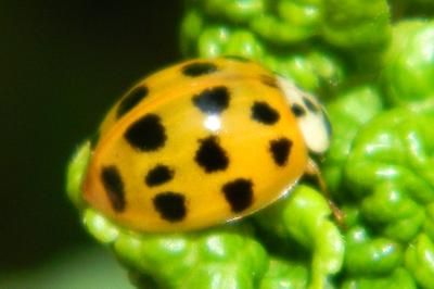 <i>Harmonia axyridis</i>