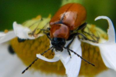 <i>Exosoma lusitanicum</i>
