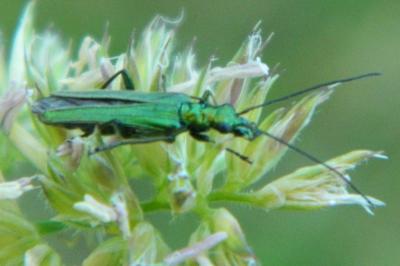 <i>Oedemera nobilis</i>