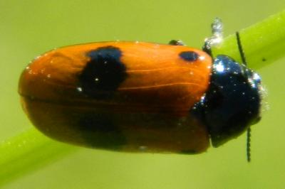 <i>Clytra laeviuscula</i>