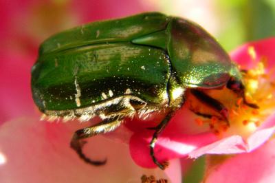 <i>Cetonia aurata</i>