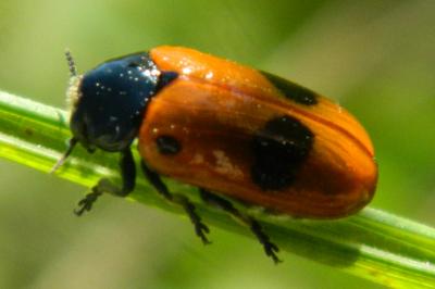 <i>Clytra laeviuscula</i>