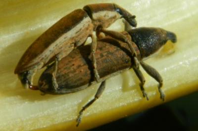 <i>Lixus ochraceus</i>