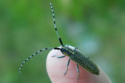 <i>Agapanthia villosoviridescens</i>