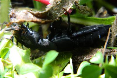 <i>Ocypus olens</i>