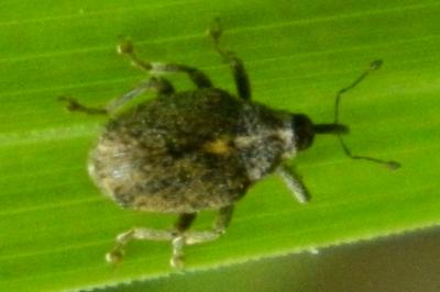 <i>Ceutorhynchus pallidactylus</i>