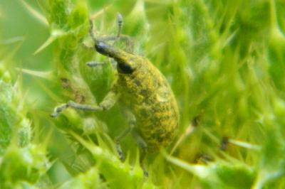 <i>Larinus</i>