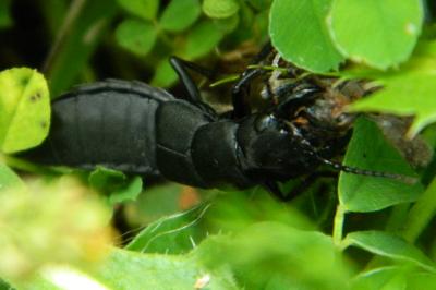<i>Ocypus olens</i>
