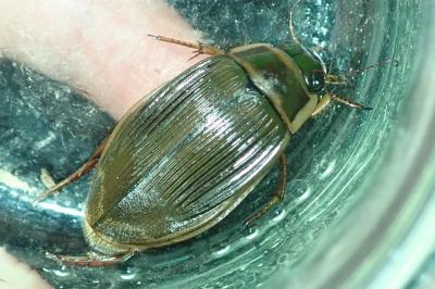 <i>Dytiscus marginalis</i>