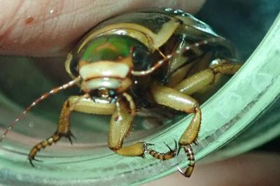 <i>Dytiscus marginalis</i>