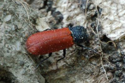 <i>Bostrichus capucinus</i>