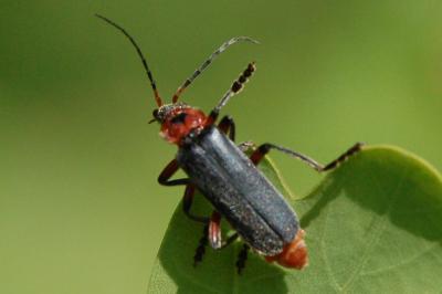 <i>Cantharis rustica</i>