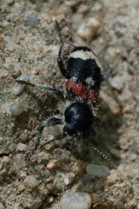 <i>Clerus mutillarius</i>