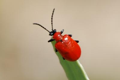 <i>Lilioceris lilii</i>