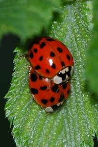 <i>Harmonia axyridis</i>