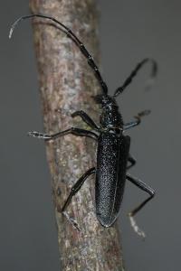 <i>Cerambyx scopolii</i>