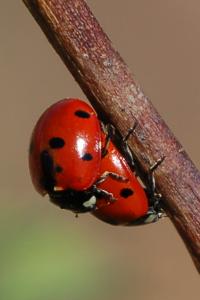 <i>Coccinella</i>