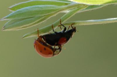<i>Harmonia axyridis</i>