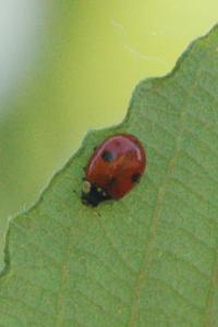 <i>Adalia bipunctata</i>