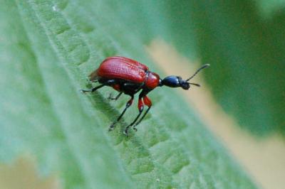 <i>Apoderus coryli</i>