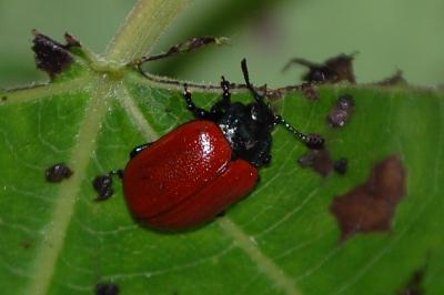 <i>Chrysomela</i>