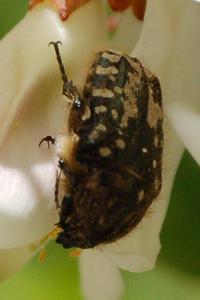 <i>Oxythyrea funesta</i>