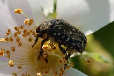 <i>Oxythyrea funesta</i>