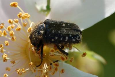 <i>Oxythyrea funesta</i>
