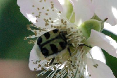 <i>Trichius</i>