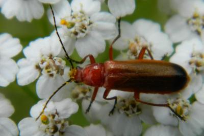 <i>Rhagonycha fulva</i>