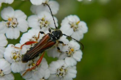 <i>Stenopterus rufus</i>