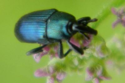 <i>Aulacobaris coerulescens</i>