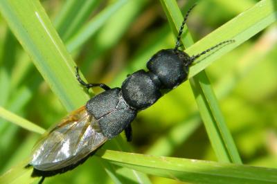 <i>Ocypus olens</i>