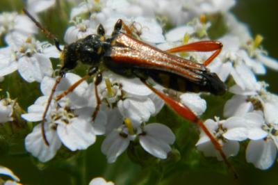 <i>Stenopterus rufus</i>