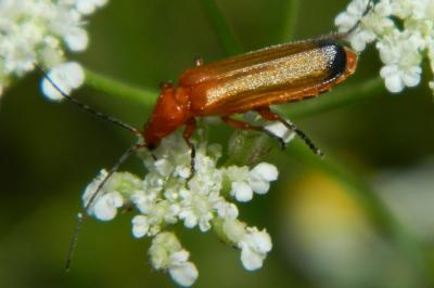<i>Rhagonycha fulva</i>