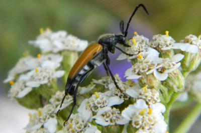 <i>Stictoleptura fulva</i>