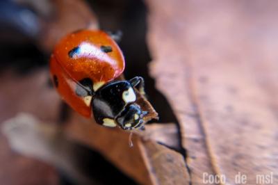 Coccinella septempunctata